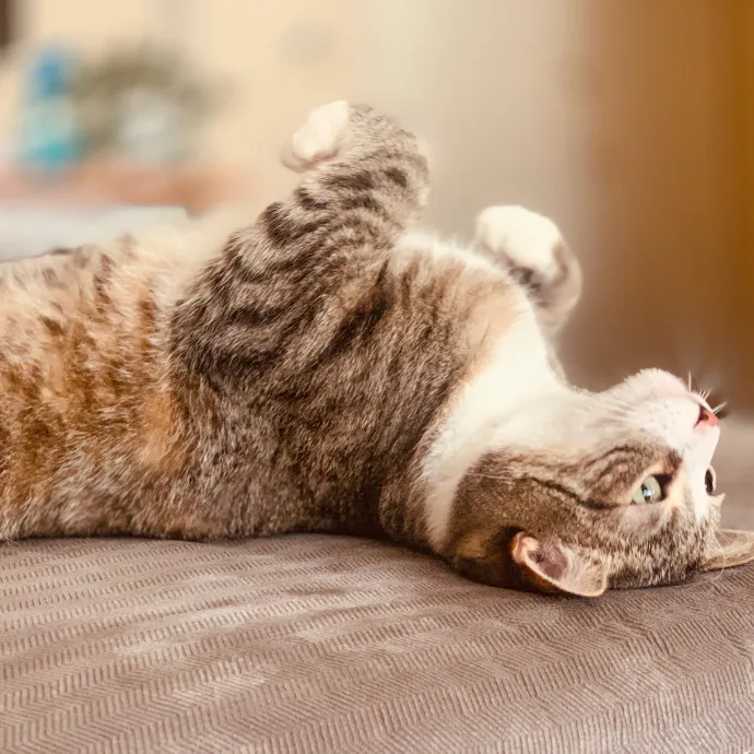 Sherman Oaks Cat Care