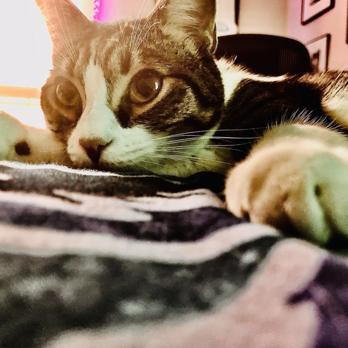 Sherman Oaks Cat Care