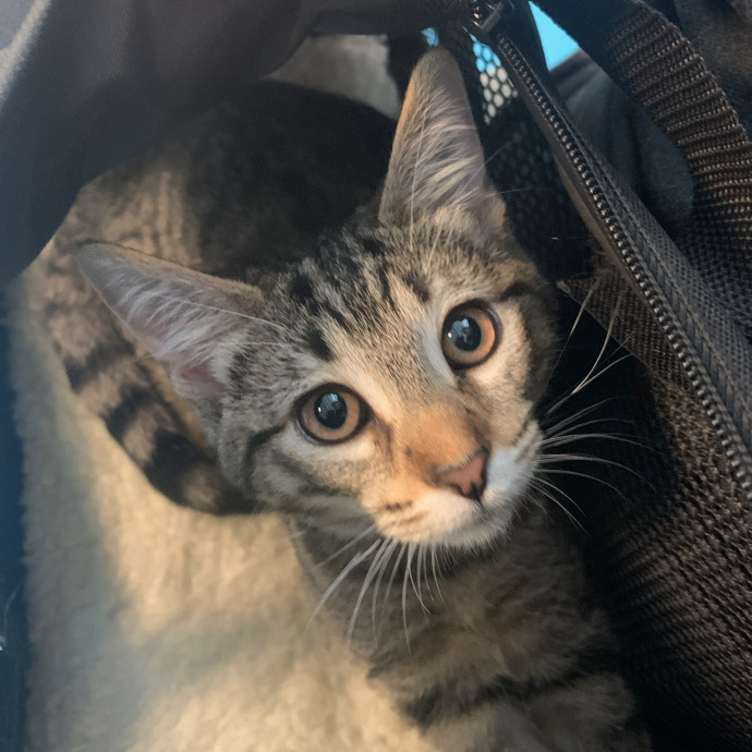 Sherman Oaks Cat Care
