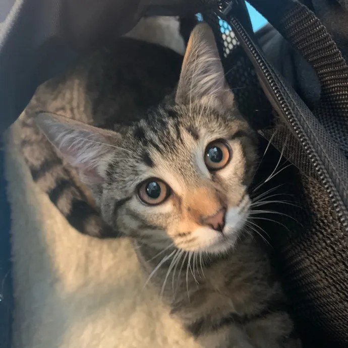 Sherman Oaks Cat Care