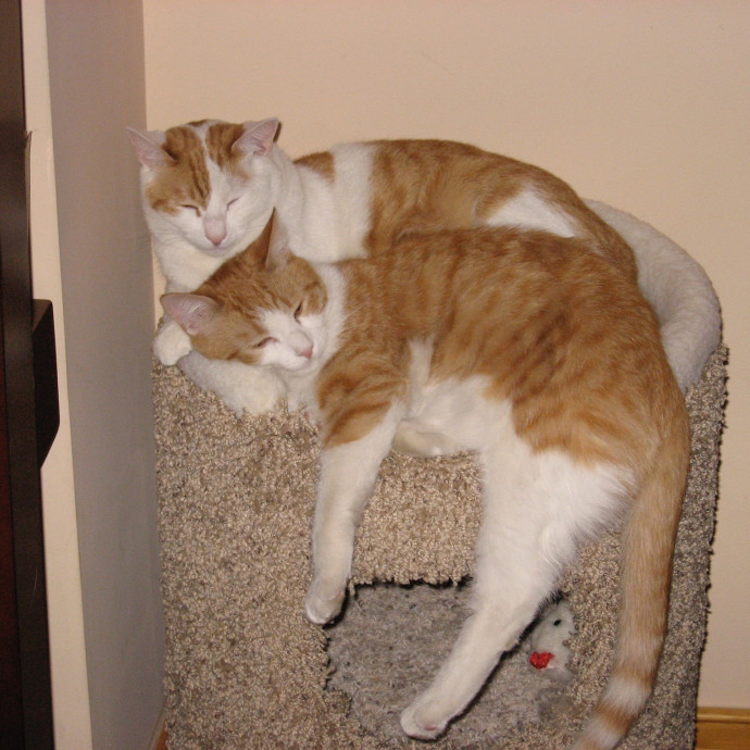 Sherman Oaks Cat Care