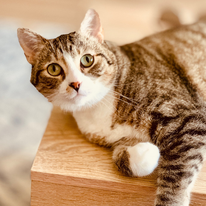 Sherman Oaks Cat Care