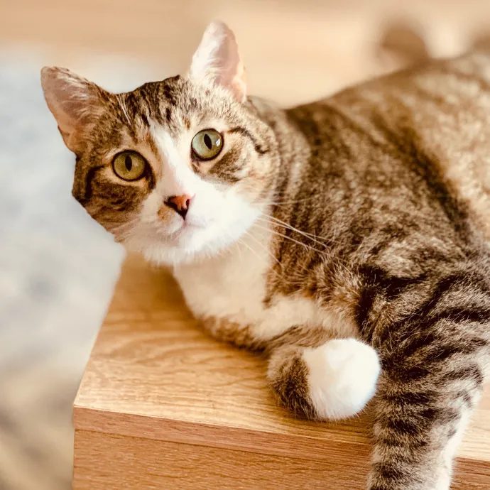 Sherman Oaks Cat Care