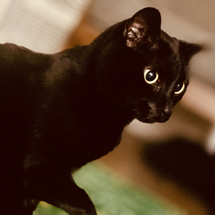 Sherman Oaks Cat Care