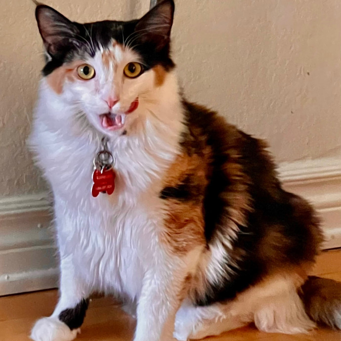 Sherman Oaks Cat Care