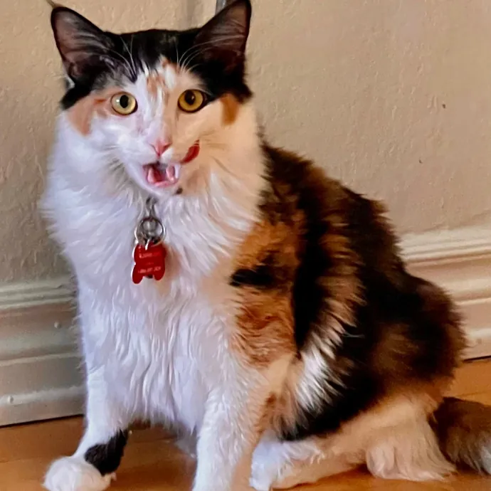 Sherman Oaks Cat Care