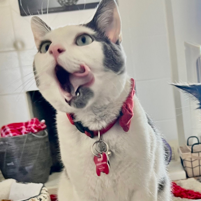 Sherman Oaks Cat Care