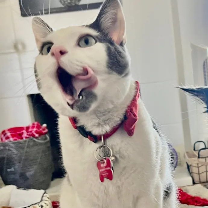 Sherman Oaks Cat Care