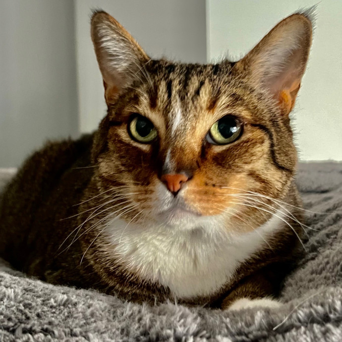 Sherman Oaks Cat Care