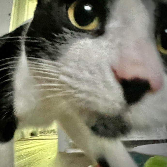 Sherman Oaks Cat Care