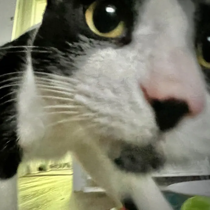 Sherman Oaks Cat Care