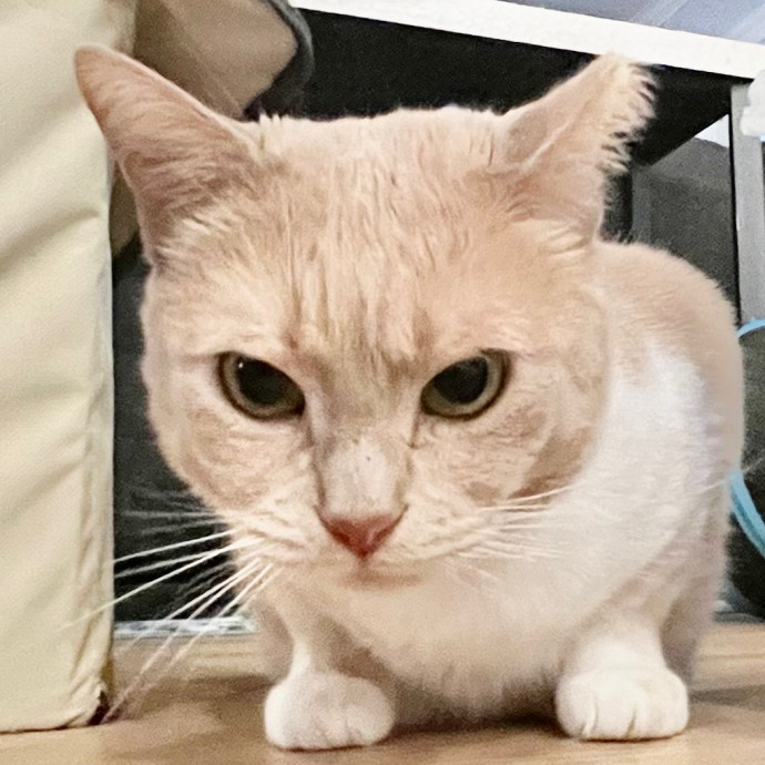 Sherman Oaks Cat Care