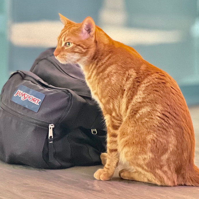 Sherman Oaks Cat Care