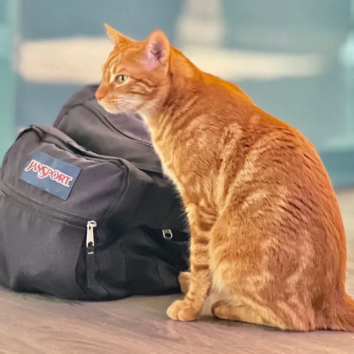 Sherman Oaks Cat Care