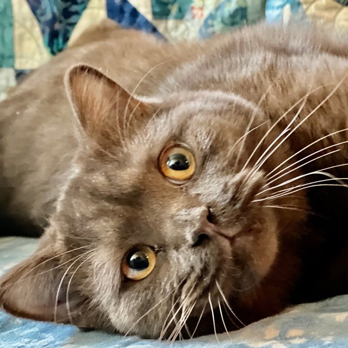 Sherman Oaks Cat Care