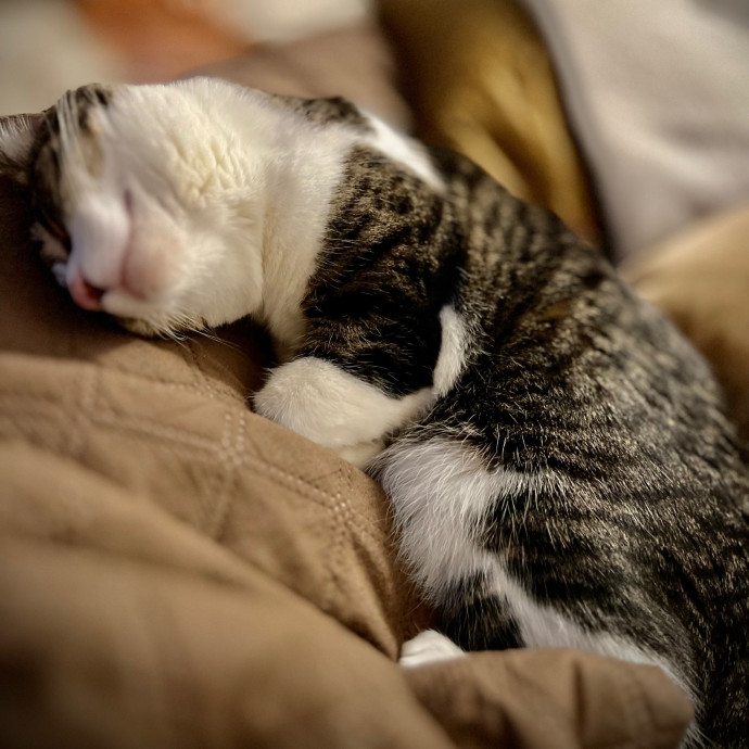 Sherman Oaks Cat Care