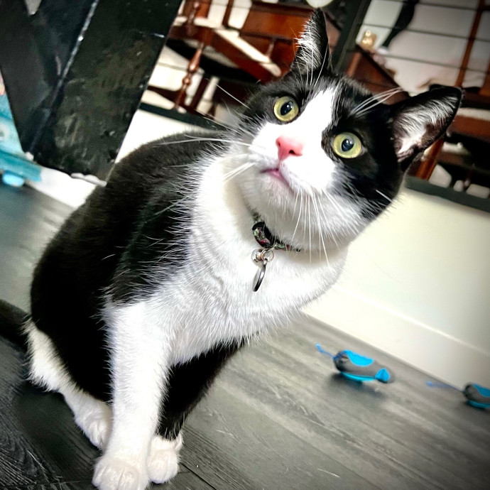 Sherman Oaks Cat Care