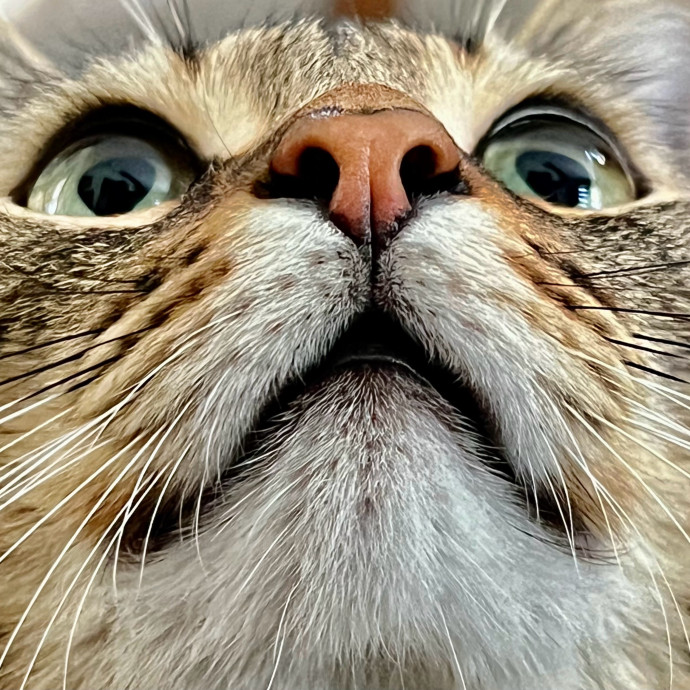 Sherman Oaks Cat Care