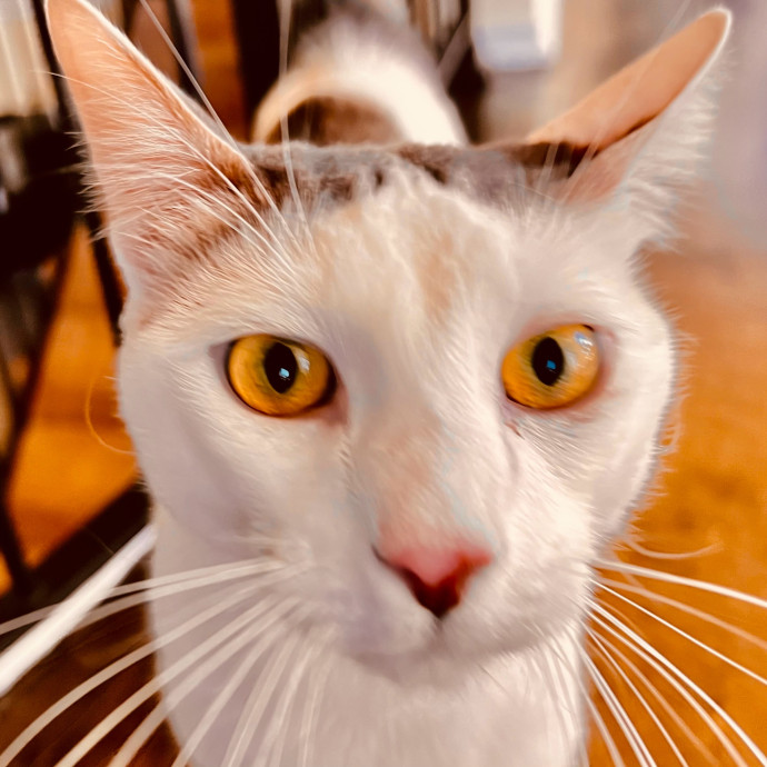 Sherman Oaks Cat Care