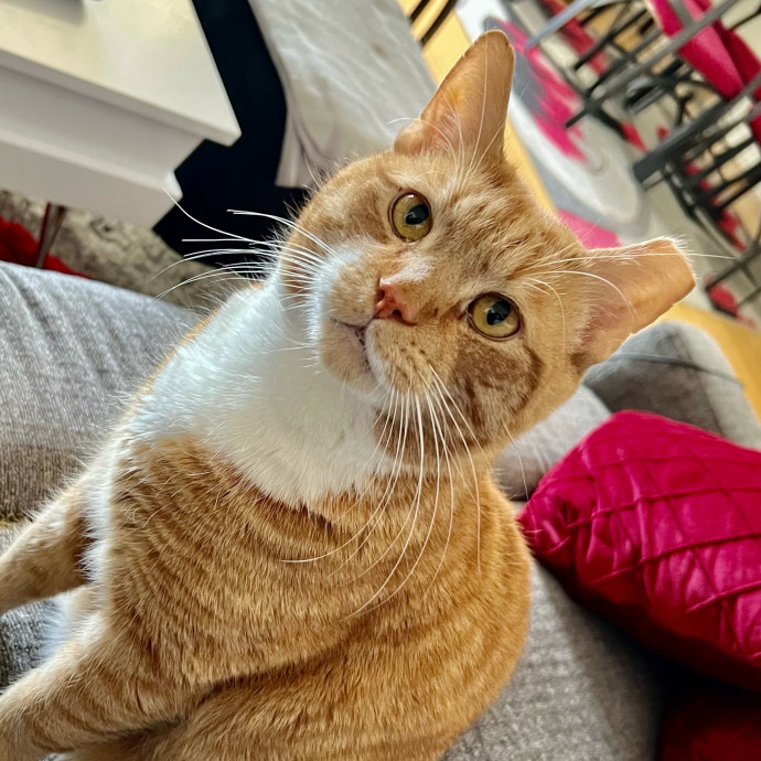 Sherman Oaks Cat Care