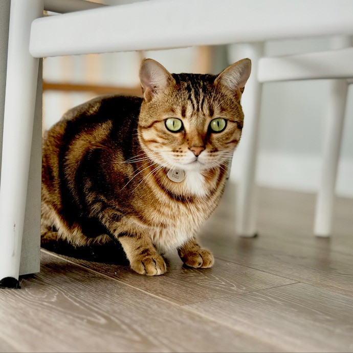 Sherman Oaks Cat Care