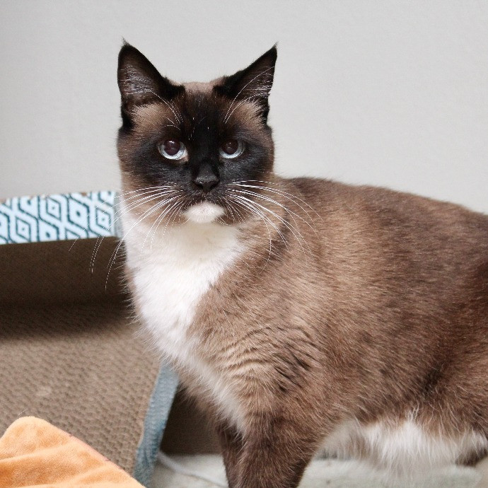 Sherman Oaks Cat Care