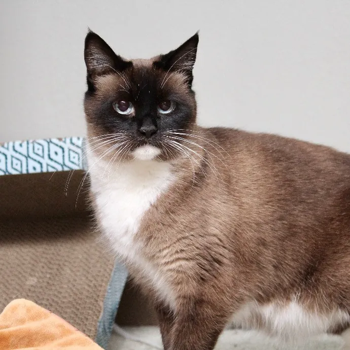 Sherman Oaks Cat Care