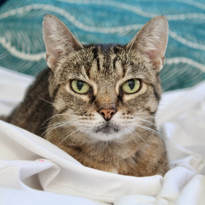 Sherman Oaks Cat Care