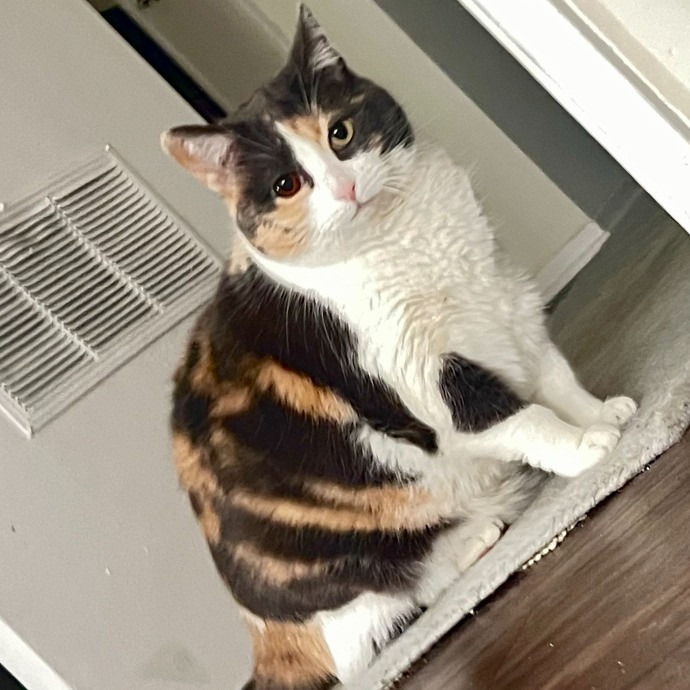 Sherman Oaks Cat Care