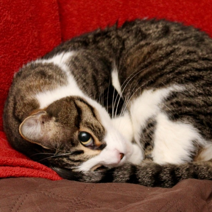 Sherman Oaks Cat Care