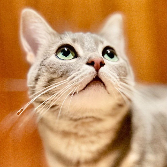 Sherman Oaks Cat Care