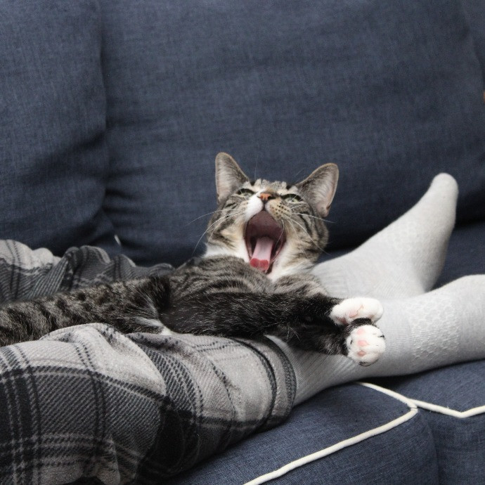 Sherman Oaks Cat Care