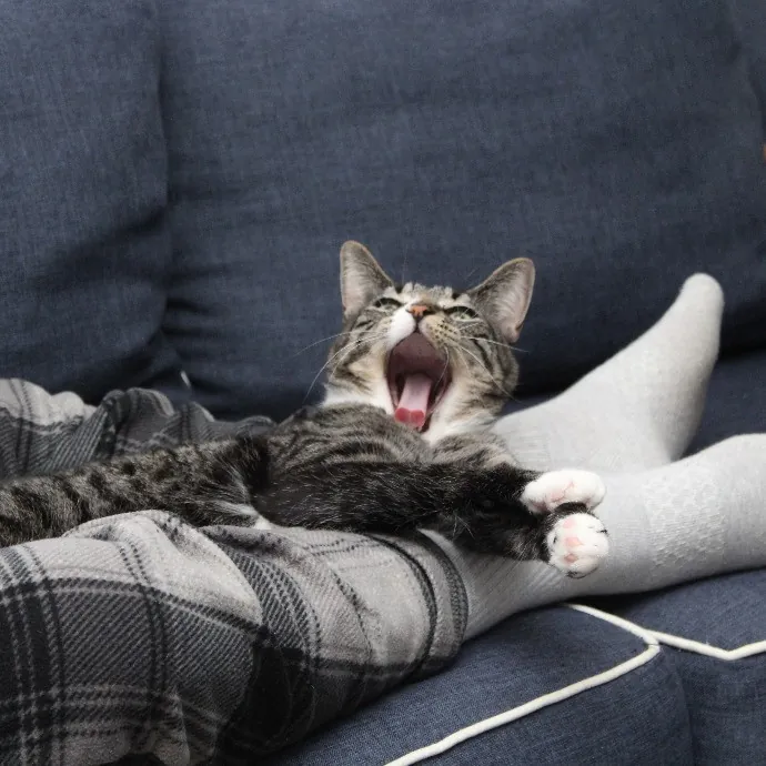 Sherman Oaks Cat Care