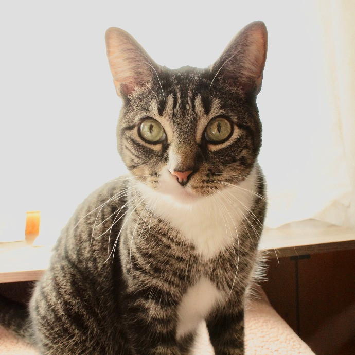 Sherman Oaks Cat Care