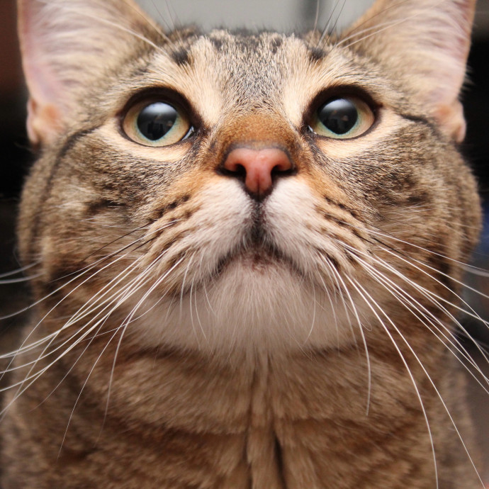 Sherman Oaks Cat Care