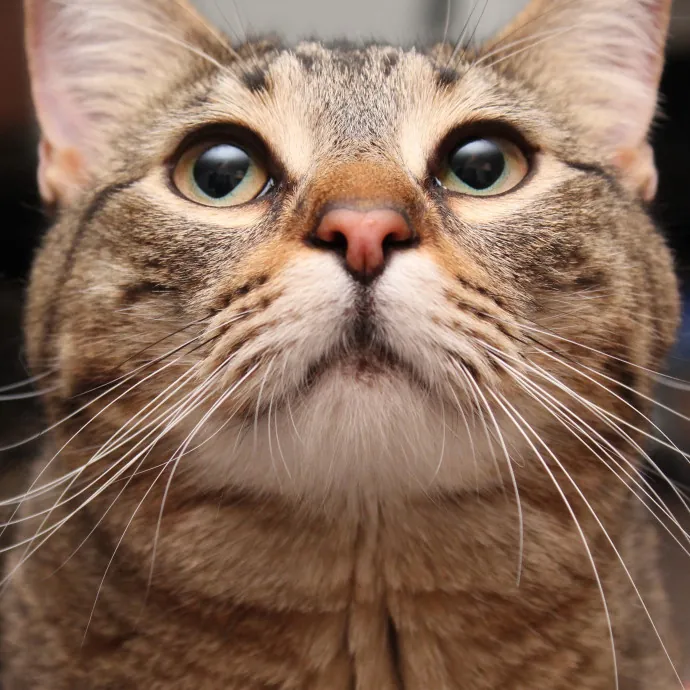 Sherman Oaks Cat Care