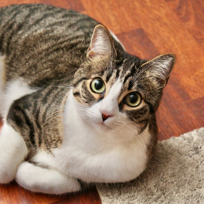Sherman Oaks Cat Care