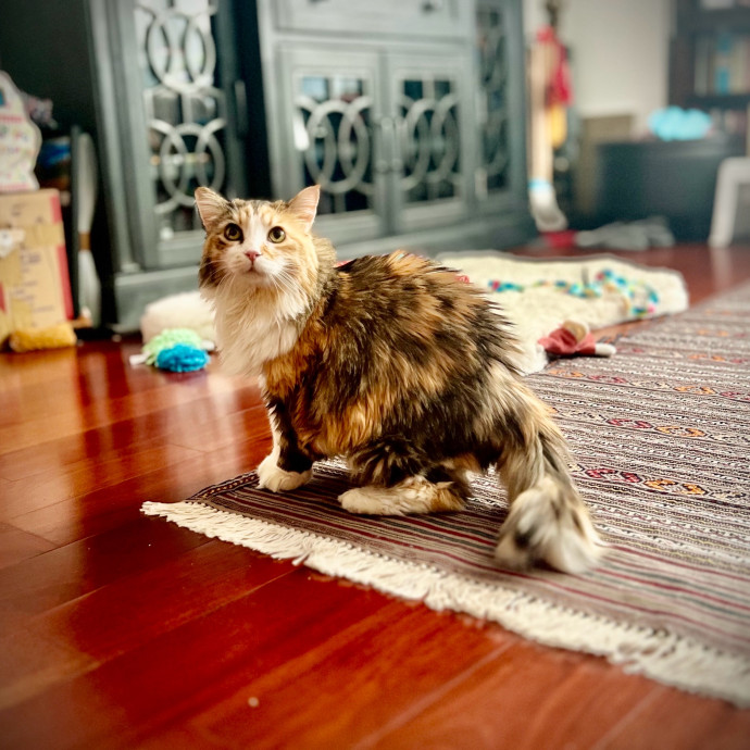 Sherman Oaks Cat Care