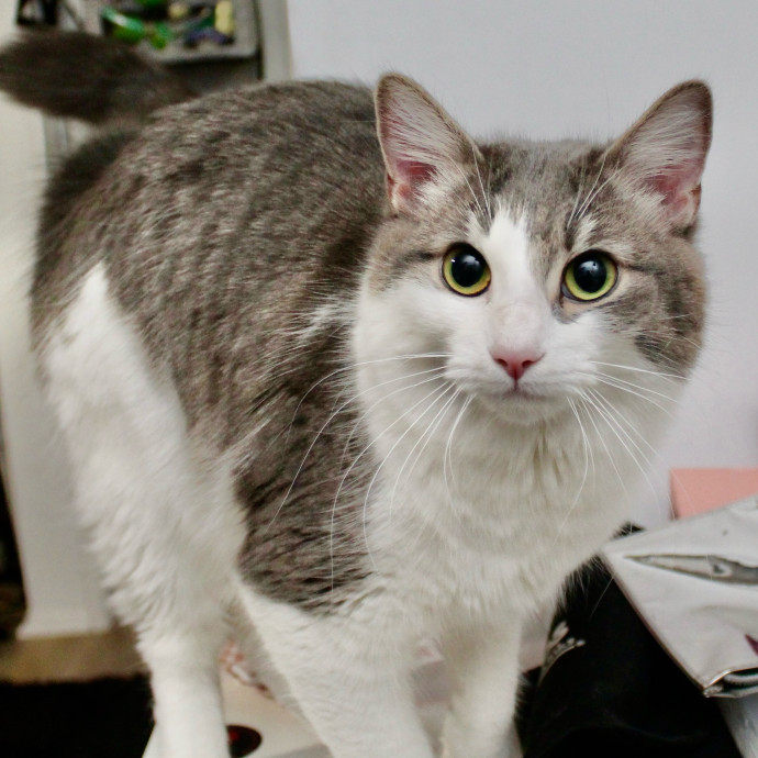 Sherman Oaks Cat Care
