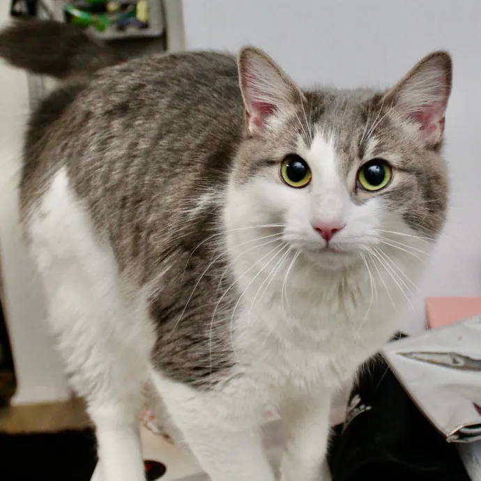 Sherman Oaks Cat Care