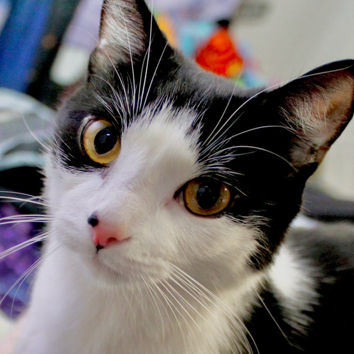 Sherman Oaks Cat Care