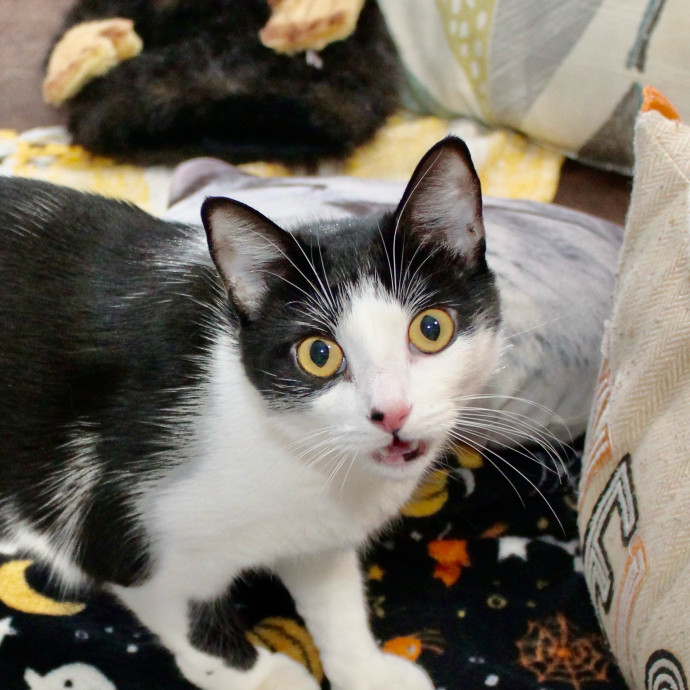 Sherman Oaks Cat Care