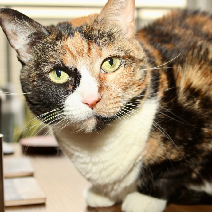 Sherman Oaks Cat Care