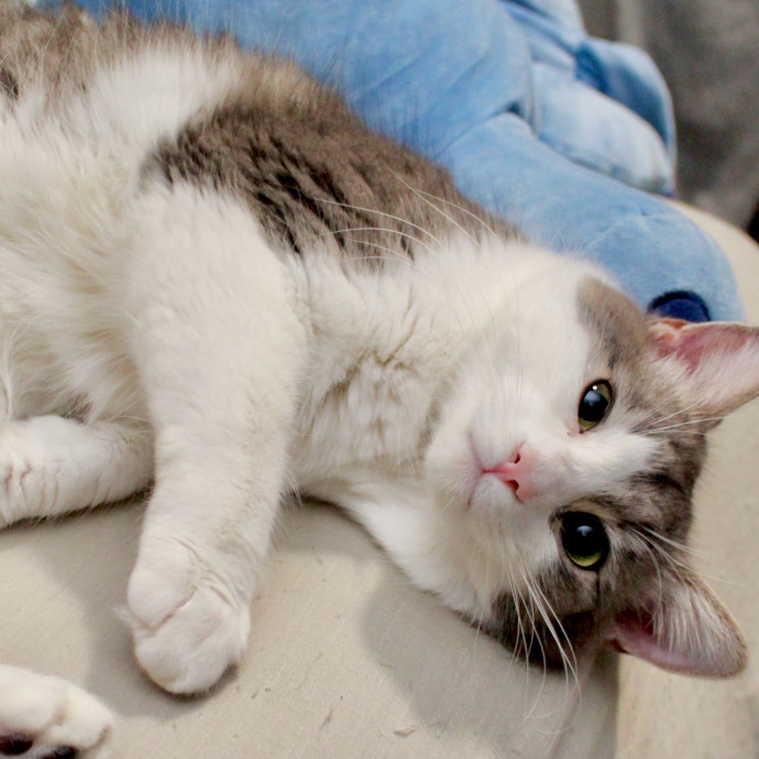 Sherman Oaks Cat Care