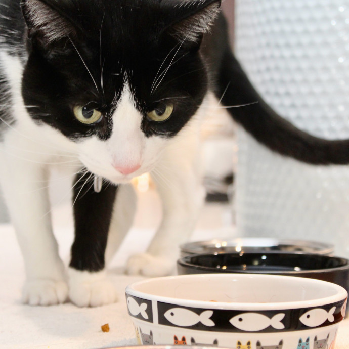 Sherman Oaks Cat Care