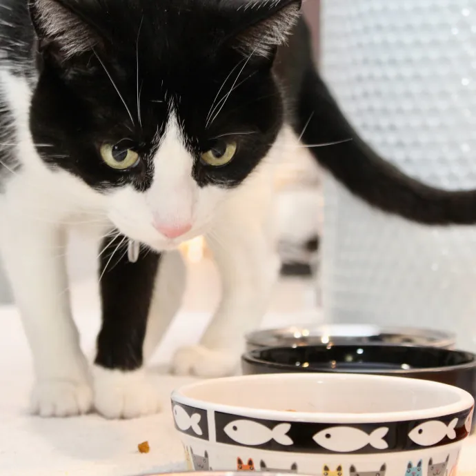 Sherman Oaks Cat Care