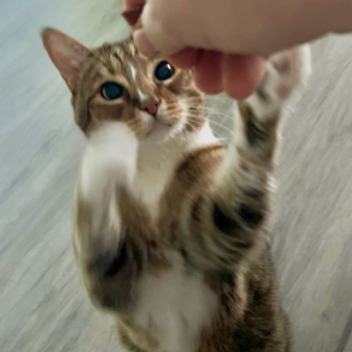 Sherman Oaks Cat Care