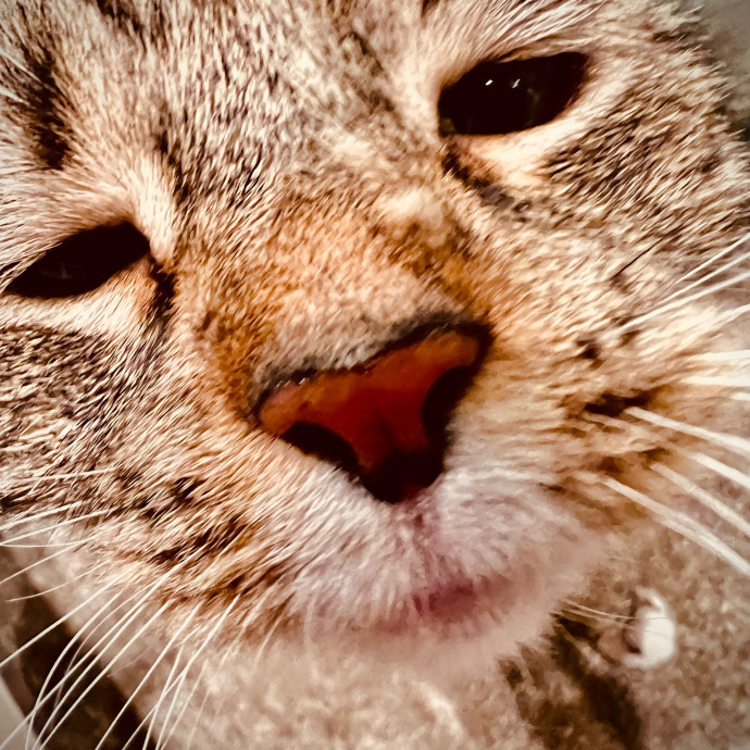 Sherman Oaks Cat Care