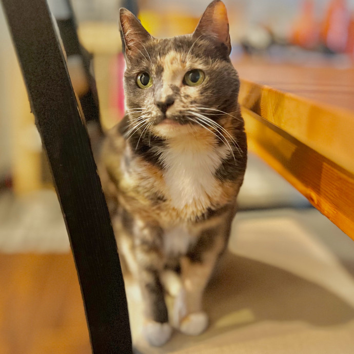 Sherman Oaks Cat Care