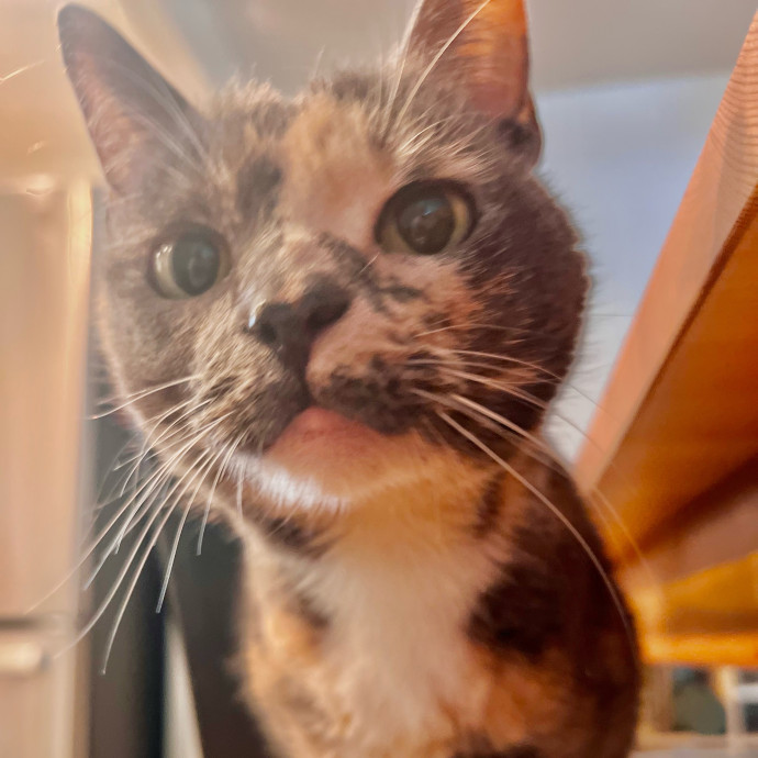 Sherman Oaks Cat Care